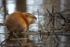 На річці міасс, в челябінську, онтарська сім'я оселилася На річці міасс, в челябінську, онтарська сім'я оселилася